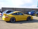 Fantastic Custard Yellow Porka